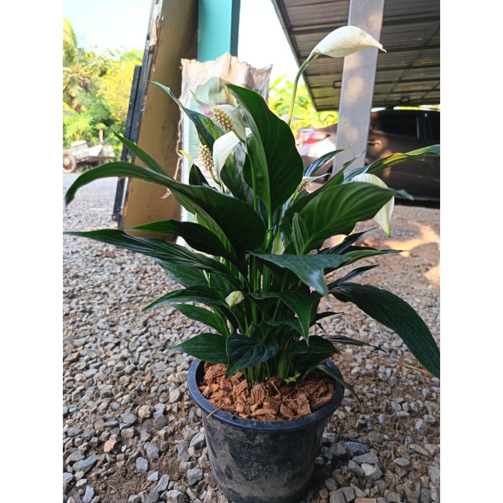 ต้นเดหลี (Peace Lily) ฟอกอากาศและดูดซับสารพิษได้ดี สวยงามและเป็นไม้มงคล เชื่อ (ติดดอก)