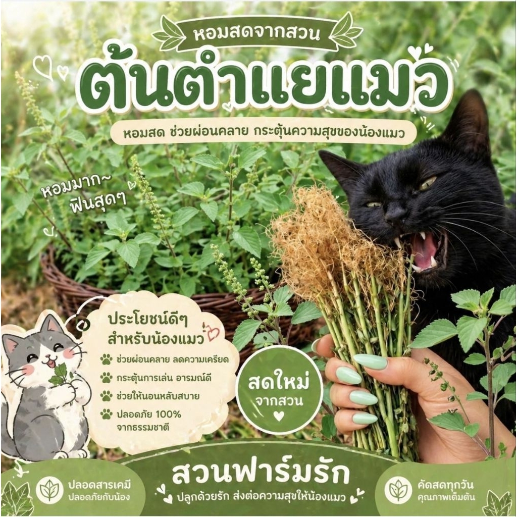 ตำแยแมว 1ถุงมี 30  ต้น🌲เหมาะสำหรับกัดกินไม่เหมาะนำไปปลูกต่อทางร้านมีแบบให้เลือกสั่งแบบเฉพาะรากและแบบไม่เด็ดใบออก