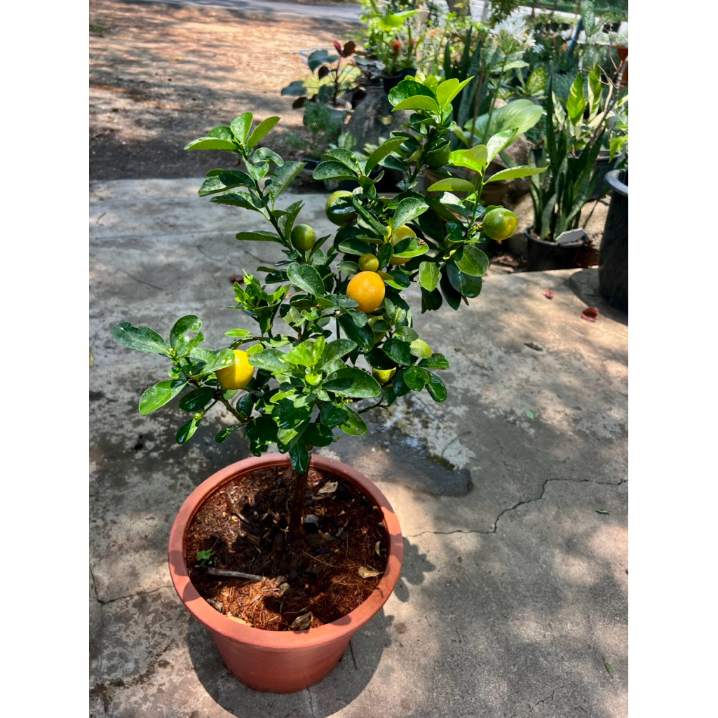 Kumquat Citrus / Kumquat Orange ต้น สมคัมควอท ส้มทานได้ทั้งเปลือก มีวิตามินซีสูง ต้านอนุมูลอิสระ บรรเทาอาการไอ ขับเสมหะ