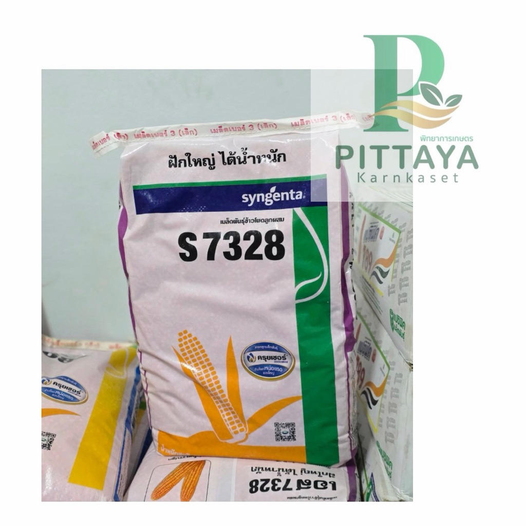 ข้าวโพดเอ็นเค S7328 ( NK s7328 ) ขนาด 10 กิโลฝักใหญ่ น้ำหนักดี ทนน้ำ ผลผลิตสูง