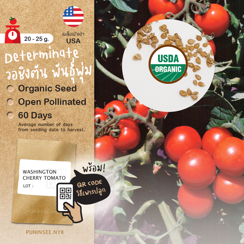 เมล็ดนำเข้า มะเขือเทศ พันธุ์พุ่ม Washington Cherry Tomato (Organic Seed) Determinate ปันอินทรีย์