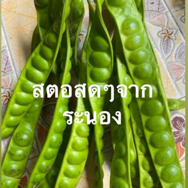 สตอฝักสดๆ จากระนอง จากภาคใต้ ปลอดสารพิษ100%  ✅ 10ฝัก 100บาท *ส่งตามรอบขึ้นสตอ*