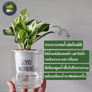 🌱ต้นไม้ฟอกอากาศ/ต้นไม้มงคล ต้นไม้ตั้งโต๊ะทำงาน (มีหลายชนิด) พร้อมกระถางรดน้ำอัตโนมัตGOODMORNING 4"นิ้ว ครบชุดพร้อมปลูก