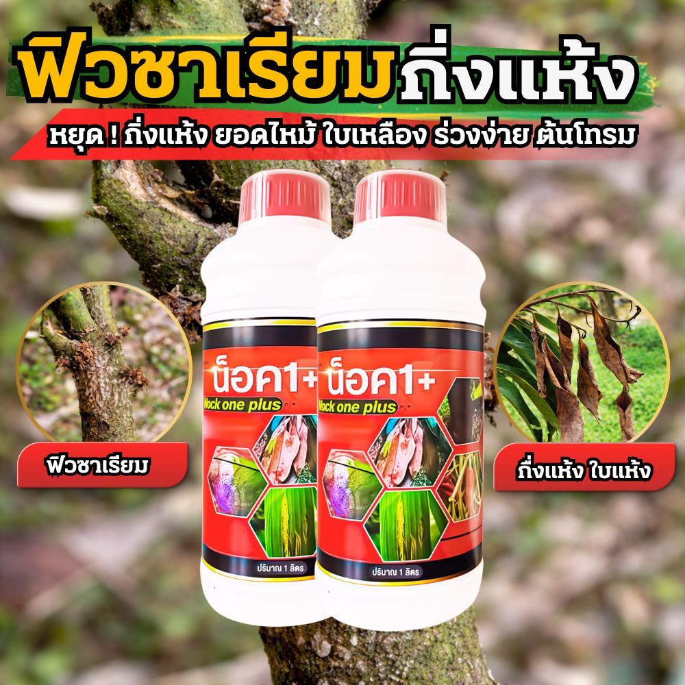 หยุดโรคฟิวซาเรียมระบาด ปลายกิ่งแห้ง ยอดไหม้ ใบเหลือง ใบม้วนหงิกงอ เชื้อราเข้าทำลายท่อน้ำเลี้ยง