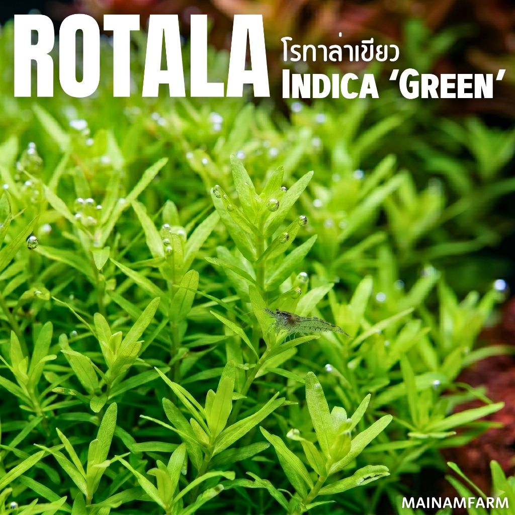 โรทาล่าเขียว (ใบบก) - ROTALA INDICA ‘GREEN’ ต้นไม้น้ำ