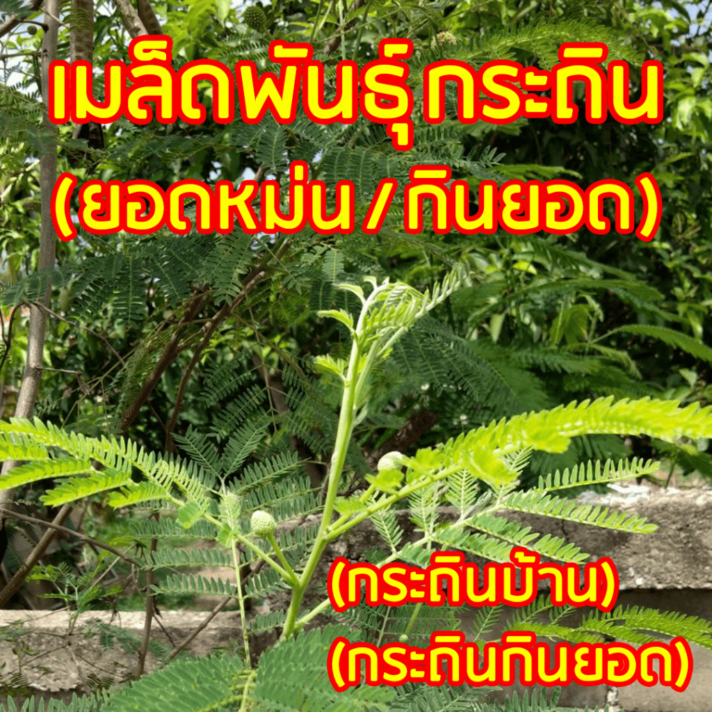 เมล็ดพันธุ์กระถิน 20 บาท 500เมล็ด กระถินบ้าน (ยอดหม่น กระถินกินยอด)