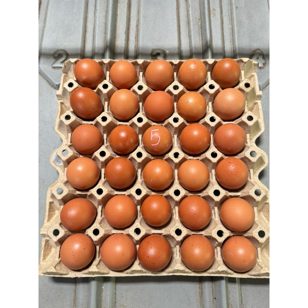 ไข่ไก่เบอร์ 5 สดจากฟาร์ม 🥚 ราคาประหยัดสุด คุ้มค่า | ไข่ใหม่ทุกวัน | Farm Fresh Eggs