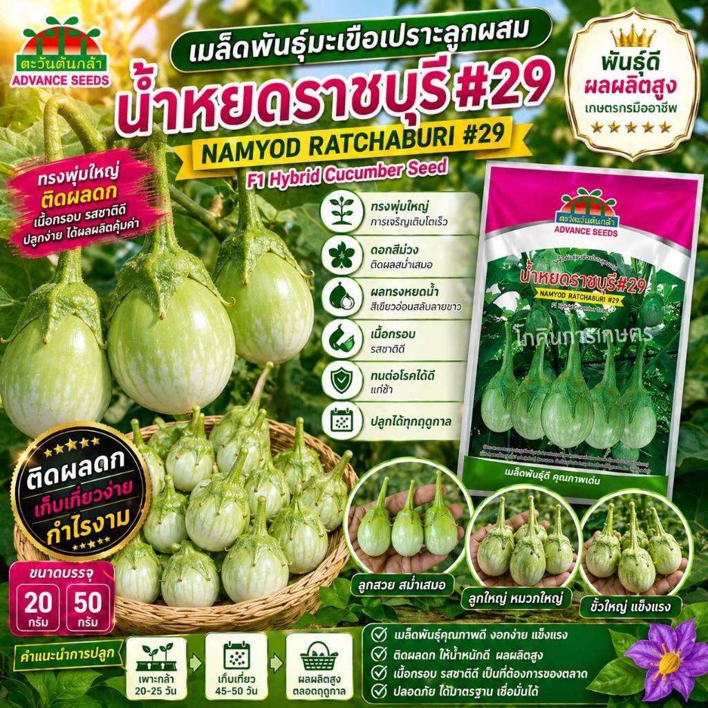 เมล็ดพันธุ์ มะเขือเปราะน้ำหยดราชบุรี#29 20g 50g #เมล็ดพันธุ์มะเขือเปราะ #ขายเมล็ดพันธุ์ #จำหน่ายเมล็ดพันธุ์