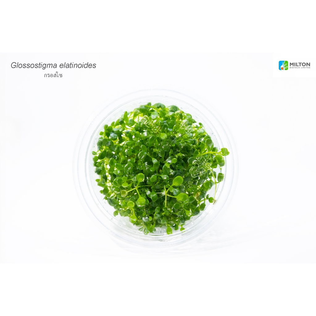กรอซโซ Glossostigma elatinoides
