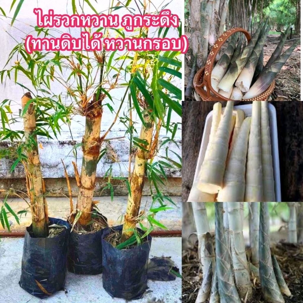 ไผ่รวกหวานภูกระดึง ทานดิบได้ หวานกรอบ ไม่เหม็นเขียว