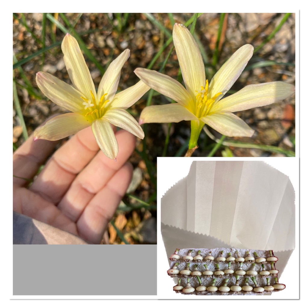 489-019หัวดอกบัวดิน Lyrids หัวละ 10 บาท