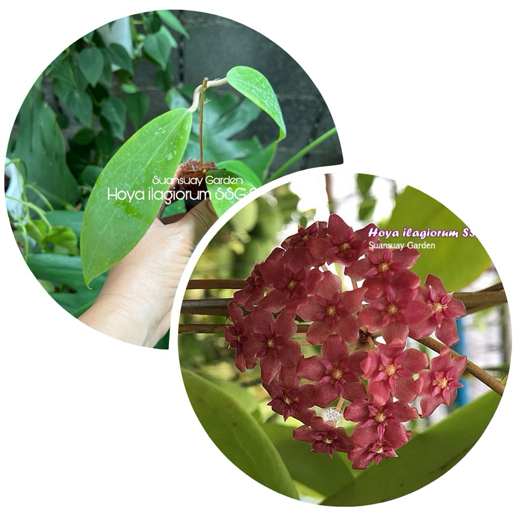 Hoya ilagiorum pink red (SSG 008) โฮยาดอกแดง อมชมพู สีสวยมาก ออกดอกง่าย จัดส่งในกระถางขนาด 1 นิ้ว
