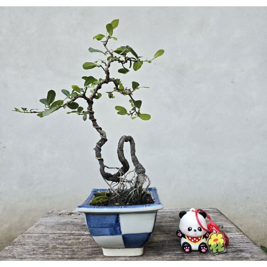 บอนไซต้นตะโก Tako Bonsai (ทรงสวย)