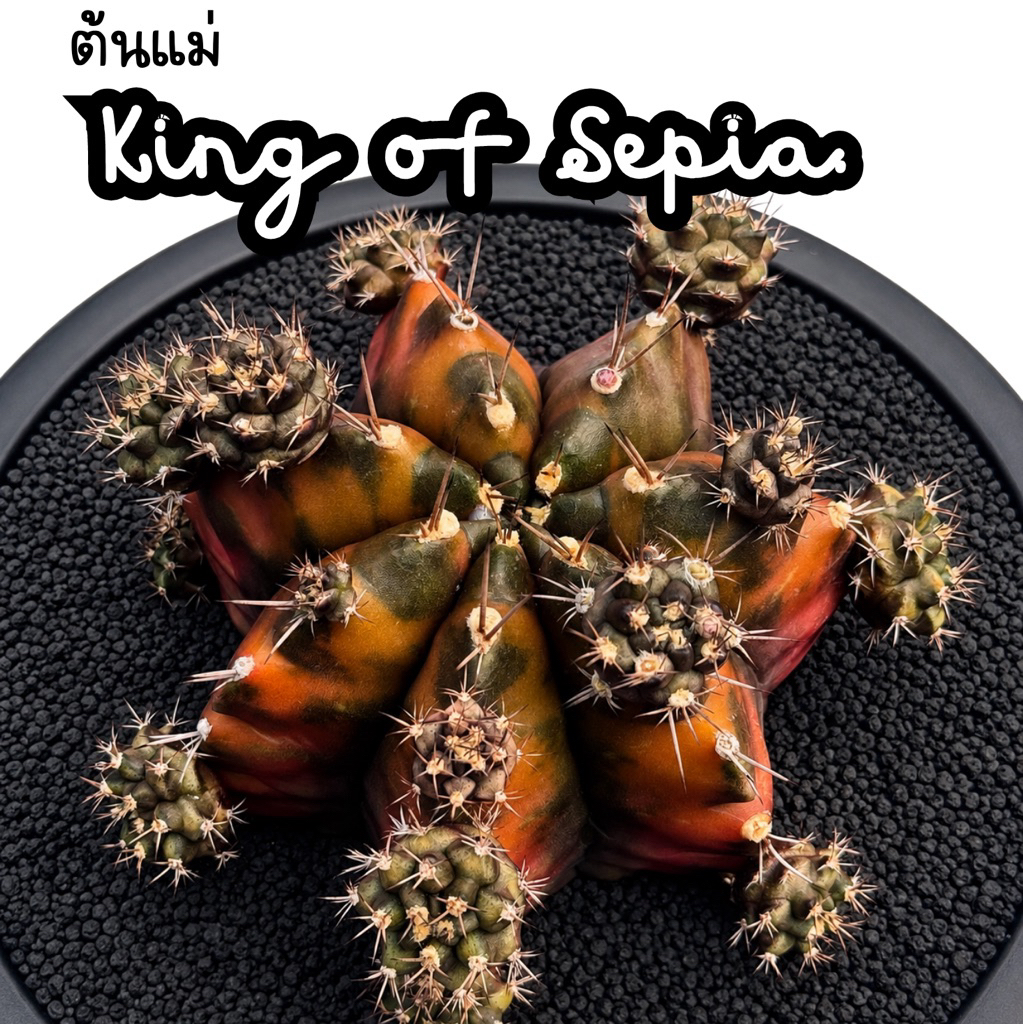 SUPER RARE | G.King of Sepia กระท่อมลุงจรณ์ ไม้ชำหน่อ