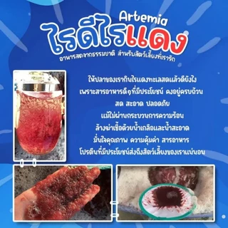 ไรทะเลแช่แข็ง ICE PACK สำหรับส่งจังหวัดห่างไกล 2 วันไม่เน่าเสีย ( จัดส่งเป็นรอบ จ พ ) ใช้โค้ดส่วนลดโค้ดส่งฟรีได้นะคะ