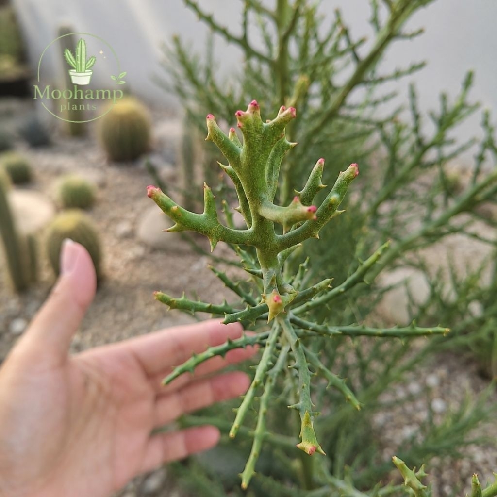 ยูโฟเบีย เขากวาง ยอดส้ม Euphorbia stenoclada กระบองเพชร แคคตัส ยูโฟเบีย cactus succulent