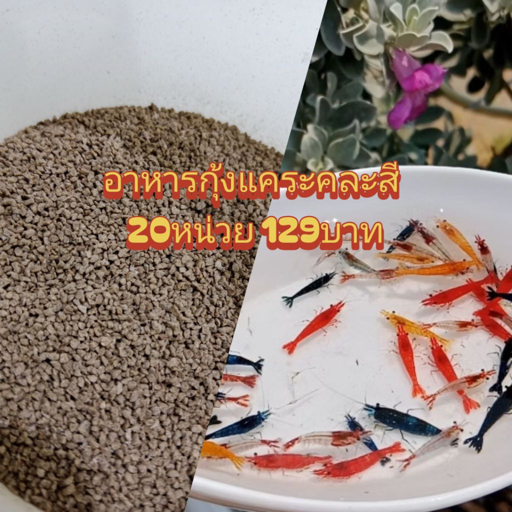 อาหารกุ้งแคระคละสีคละไซส์ 20หน่วย129บาท ก่อนสั่งทักข้อความสอบถามก่อนนะครับ