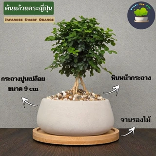 🌳บอนไซมินิ Bonsai Mini มีต้นหลายแบบ พร้อมกระถางปูนเปลือยทรงเตี้ย+จานรองไม้+หินหน้ากระถาง