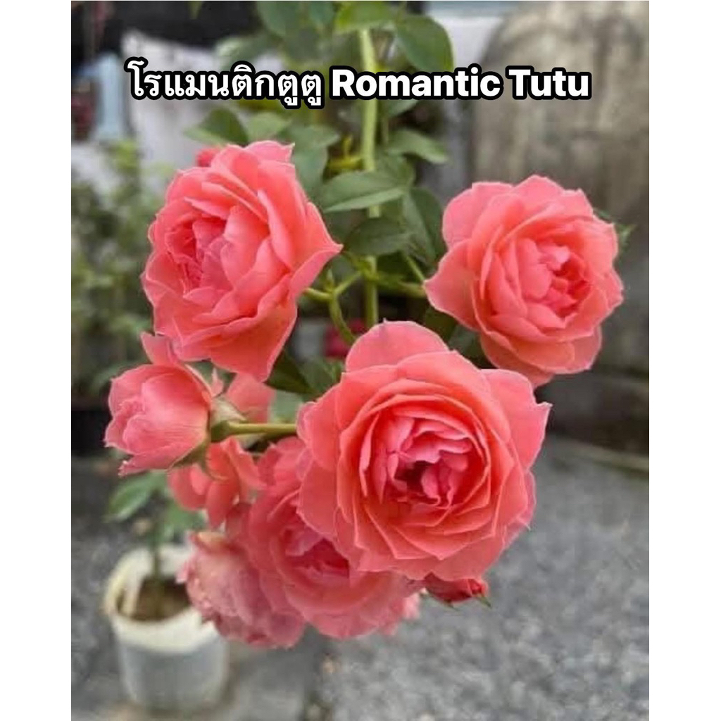 กุหลาบเลื้อย-โรแมนติกตูตู (กระถาง 12 นิ้ว)  สีส้ม เลื้อยสูงไว ดอกกลมเป็นพวง หอมๆ ทนโรค เลี้ยงง่าย