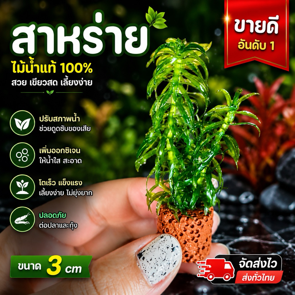 สาหร่าย​ 🌺🏡(5แถม1)​ แต่งตู้ปลาเป็นอาหารปลากุ้ง​ เพิ่มco2​