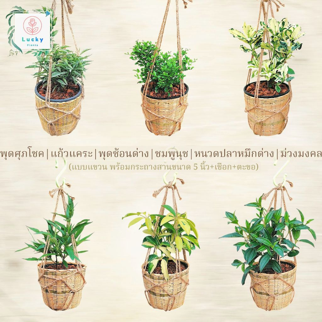 ☀️🎋(ไม้แดดแบบแขวน)พุดศุภโชค/แก้วแคระ/พุดซ้อนด่าง/ชมพูนุช/หนวดปลาหมึกด่าง/ม่วงมงคล พร้อมกระถางสานไม้ไผ่ 5"+เชือก+ตะขอ