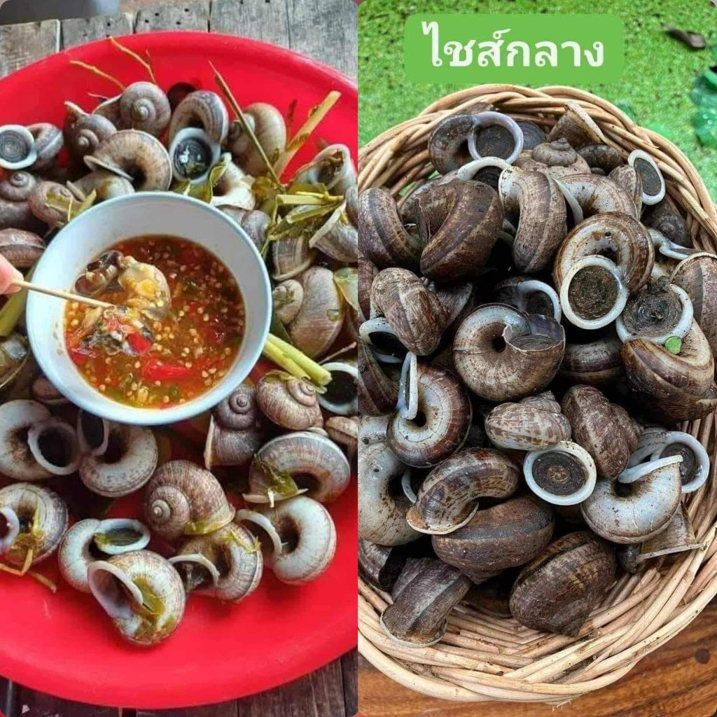 อาหารสด หอยหอมภูเขาไซส์กลาง1กิโล