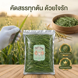 หญ้าโอ้ตอบลมร้อน Oat Hay 250g คัดเกรดพรีเมี่ยม หอมเขียวนุ่มแสนอร่อยมีวิตามินเอสูง อาหารสัตว์เล็ก