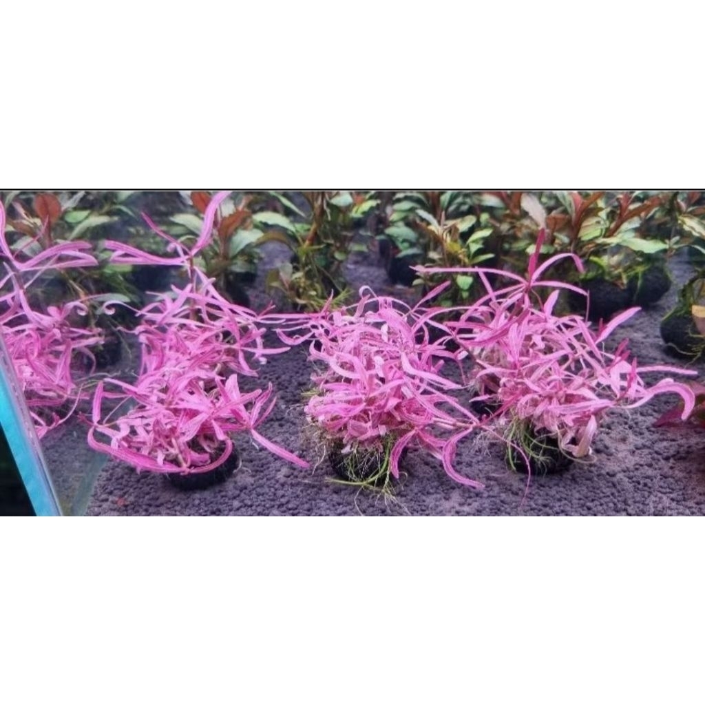 Hygrophila sp chai ใบน้ำ พันก้อนวาบิ