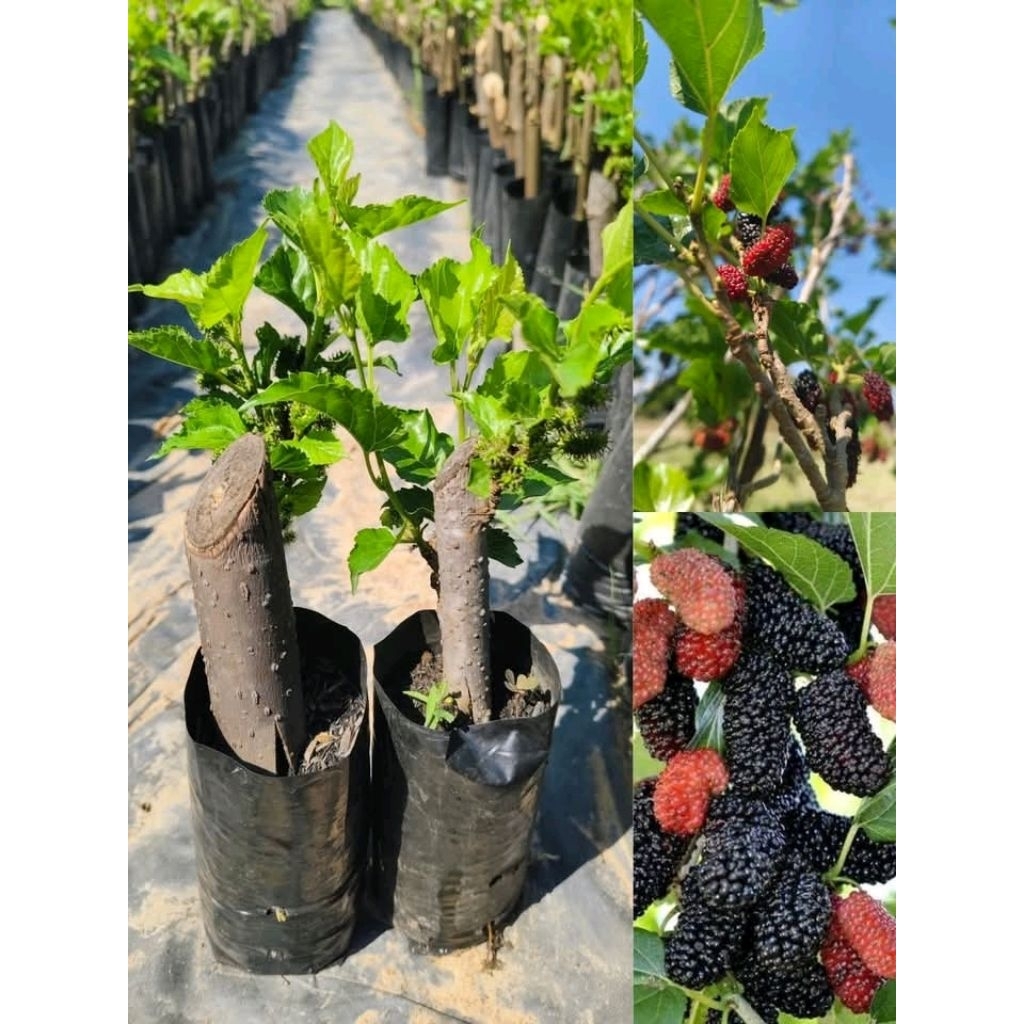 ต้นหม่อนดำตุรกี ต้นพันธุ์ปักชำ สูง 15-20 cm ซื้อ 1 แถม 1