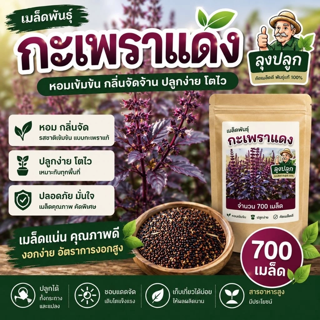 เมล็ดกระเพราแดง กลิ่นหอมฉุนแรงกว่ากระเพราขาว 700 เมล็ด