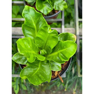 เฟิร์นคอบบร้า [Cobra Bird's nest fern] กระถางดำ 4 นิ้ว