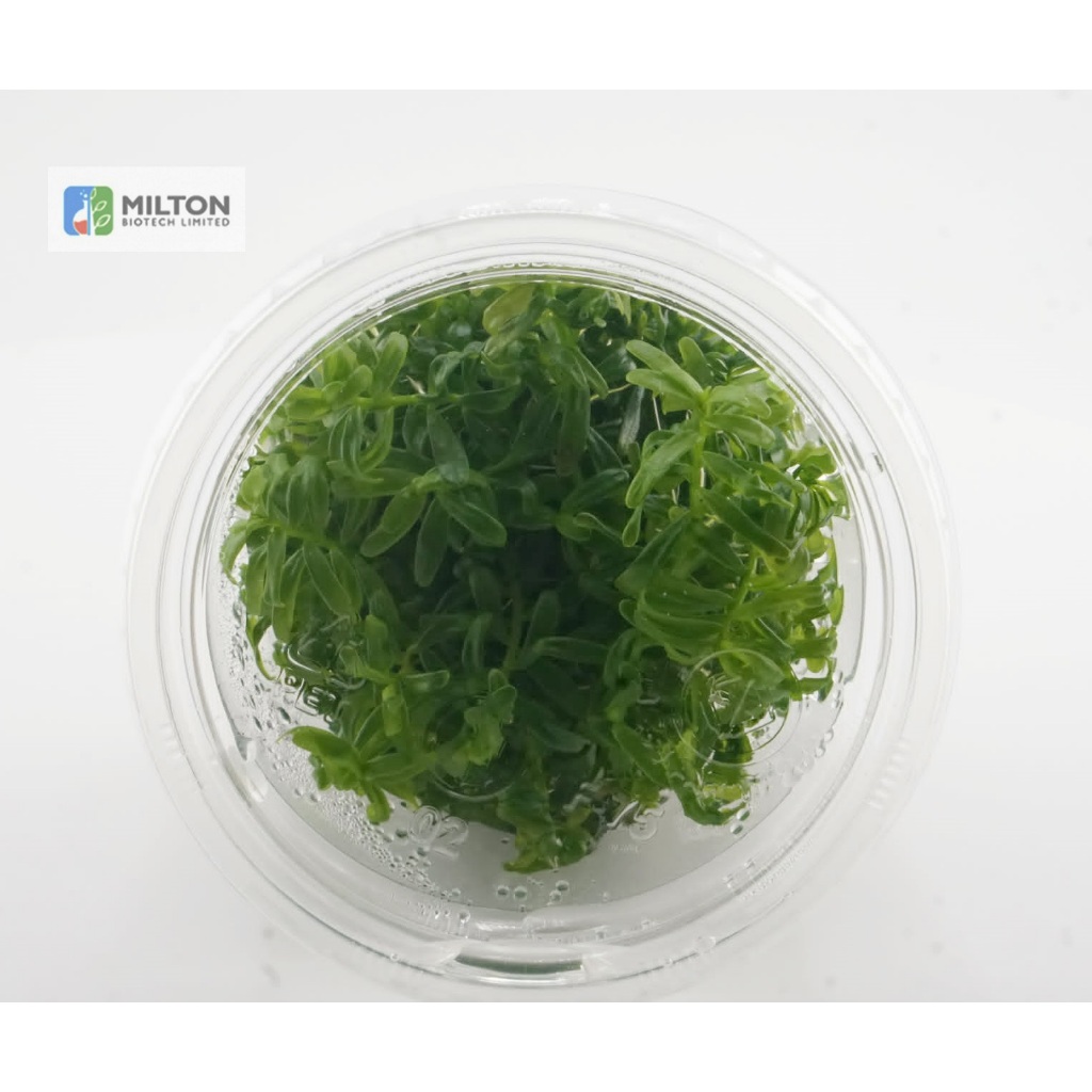 โรทาล่า ใบเขียว Rotala sp. ‘Green’