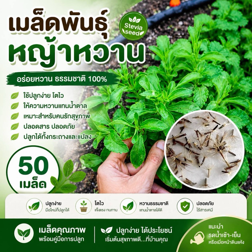 หญ้าหวาน Stevia ความหวานที่ไม่ธรรมดา