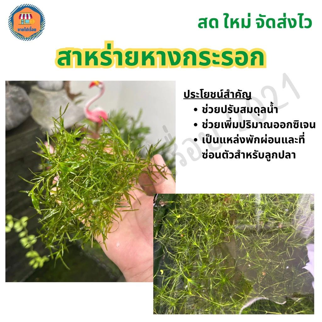 สาหร่ายหางกระรอก ปลอดภัยสำหรับสัตว์น้ำ