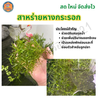 สาหร่ายหางกระรอก ปลอดภัยสำหรับสัตว์น้ำ