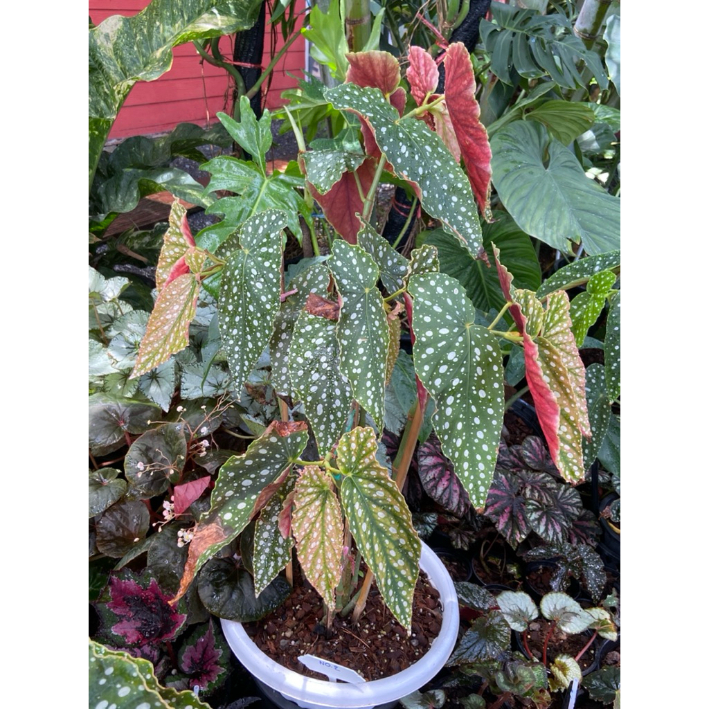 บีโกเนียลายจุด หรือ บีโกเนียมาคูลาต้า(Begonia maculata) ลักษณะเด่น: ใบมีรูปทรงคล้ายปีกนางฟ้า (Angel Wing