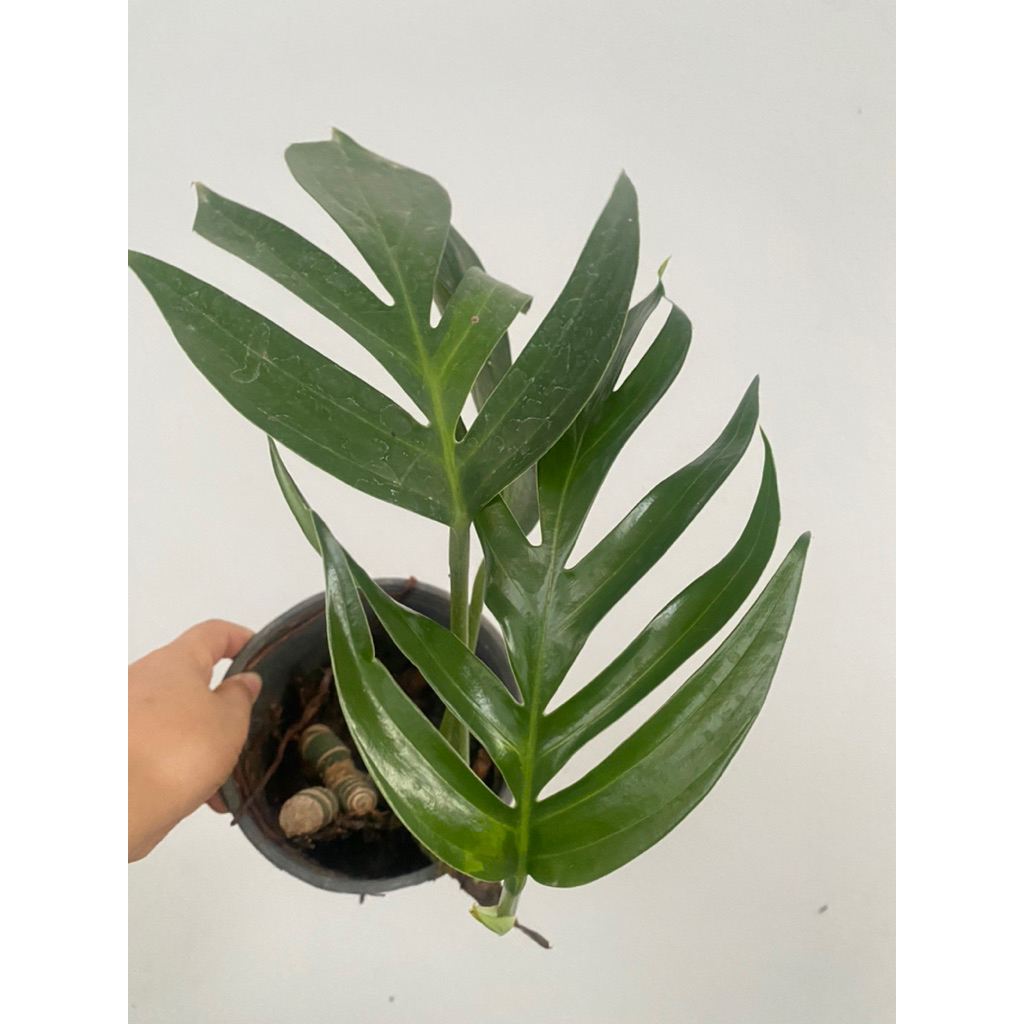 ราฟิโดฟลอร่า🍀🍀🍀 ☘️ Rhaphidophora Decursiva