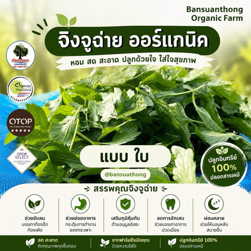 จิงจูฉ่ายออร์เเกนิค เเบบใบ  ผักสดใหม่ทุกวัน  สินค้า OTOP ระดับ5ดาว  ฟาร์มได้รับรางวัลระดับประเทศ ราคา ถูกที่สุด ดีลบีเคเค