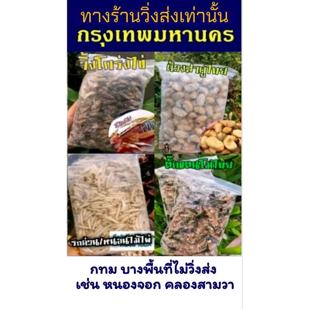 สำหรับ กทม 🛵ทางร้านวิ่งส่งเท่านั้น🛵  จิ้งโกร่งเลี้ยงไข่สด ด้วงสาคู​ไทยสด  ตั๊กแตน