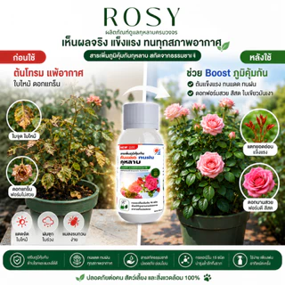 Rosy สารเพิ่มภูมิคุ้มกันสำหรับกุหลาบ ผนังเซลล์แข็งแรงทนต่อแสงแดดและความร้อน ทนฝน ลดอาการใบไหม้แดด ทนต่อแมลงเจาะดูดน้ำ
