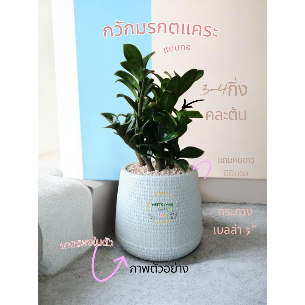 ต้นกวักมรกตแคระ พร้อมกระถาง แถมปุ๋ย คละต้น