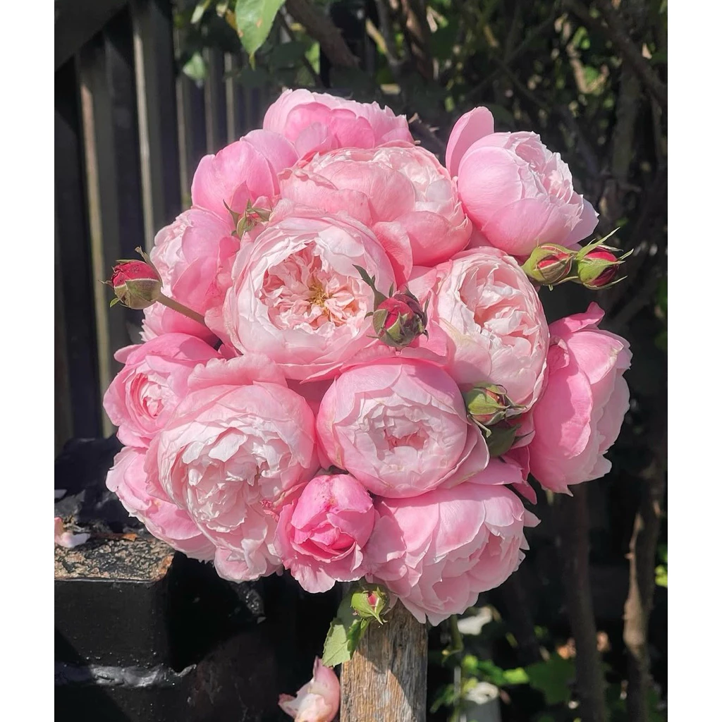 กุหลาบเลื้อย ชมพู (Pink Plume) กลิ่นหอมแรง หอมแคนดี้ ไม้เลื้อย ทรงดอกพิโอนี่