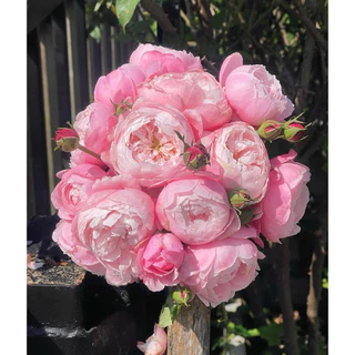 กุหลาบเลื้อย ชมพู (Pink Plume) กลิ่นหอมแรง หอมแคนดี้ ไม้เลื้อย ทรงดอกพิโอนี่