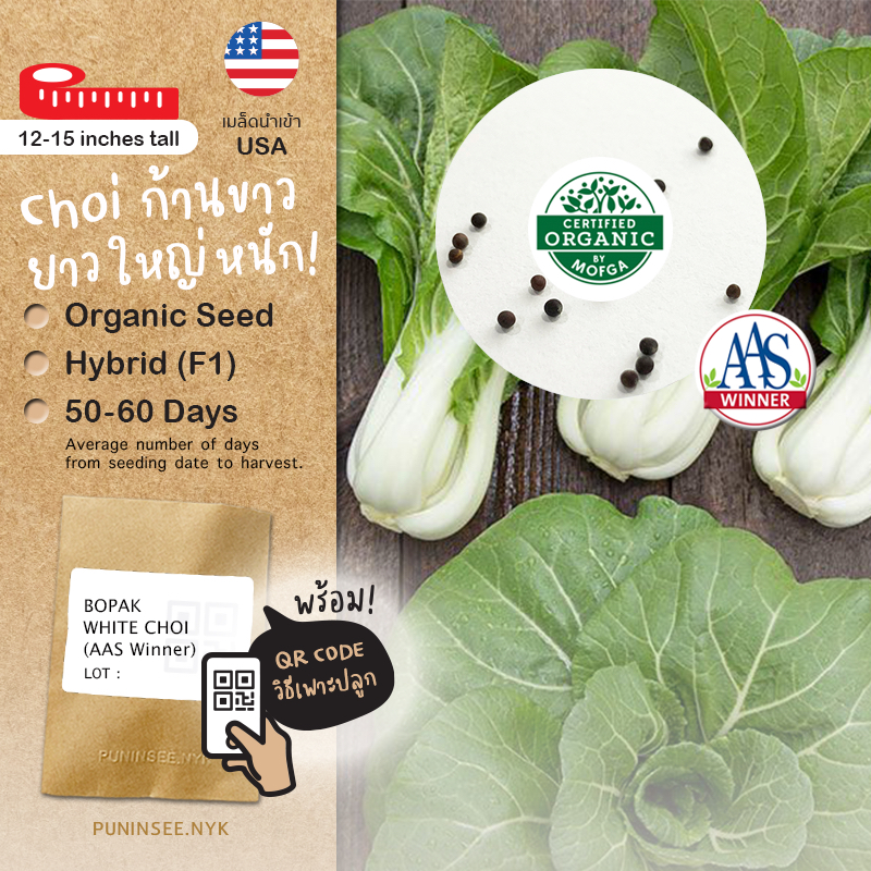 🏅เมล็ดนำเข้า ผักฉ่อยก้านขาว White Pac Choi (Organic Seed) AAS สายพันธุ์นี้มีรางวัล กวางตุ้งขาว Choy
