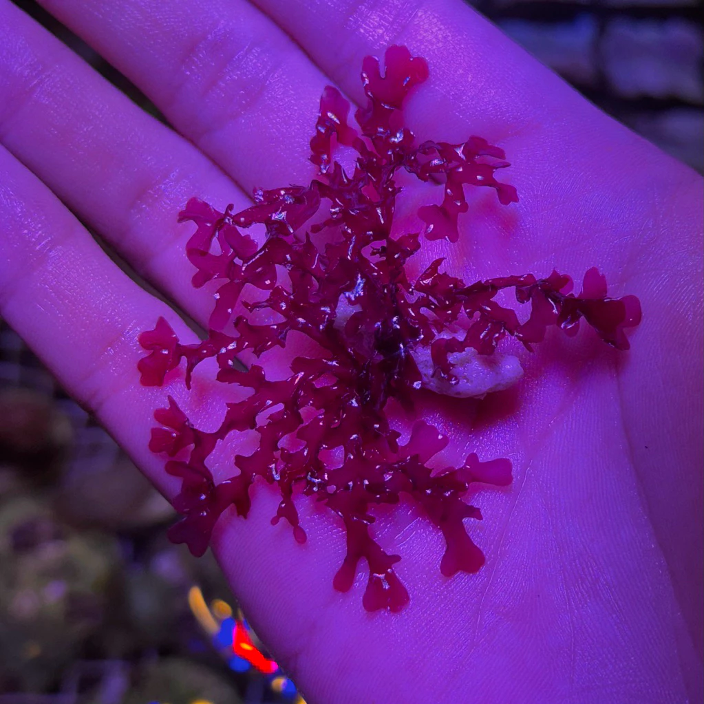 สาหร่ายแดง (Red Bush Algae) สำหรับตู้ปลาทะเลบำบัดน้ำ ตกแต่งตู้