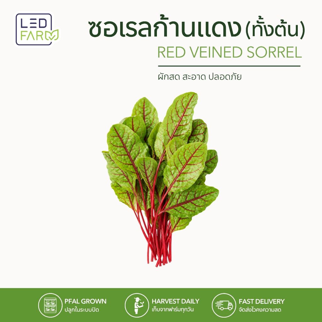 ซอเรล Red Veined Sorrel ผักสลัดตัดสด รสเปรี้ยวอ่อน