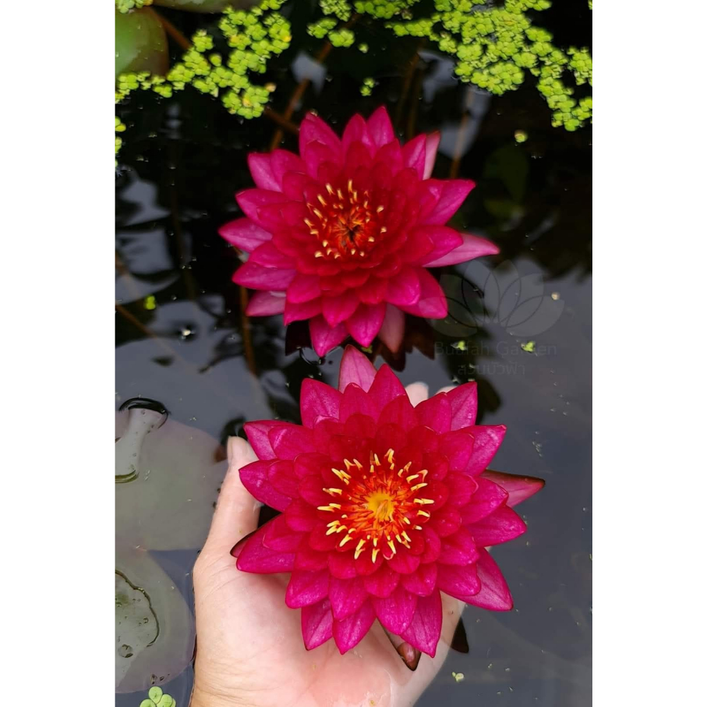 บัวสีแดงเข้มสด "มณีอัปสร" บัว Hardy waterlily