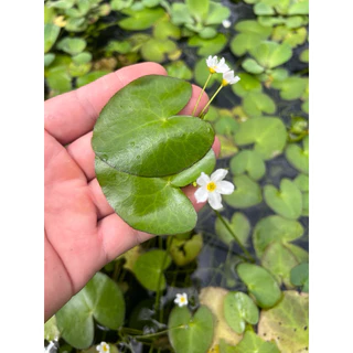 [Min]Nymphaea บัวบา เลี้ยงในน้ำเป็นใบน้ำ โผล่ขึ้นบกมีดอกน่ารัก ไม่ต้องมีคาร์บอนเลี้ยงได้ บ่อ ตู้ 3ต้นต่อชุด