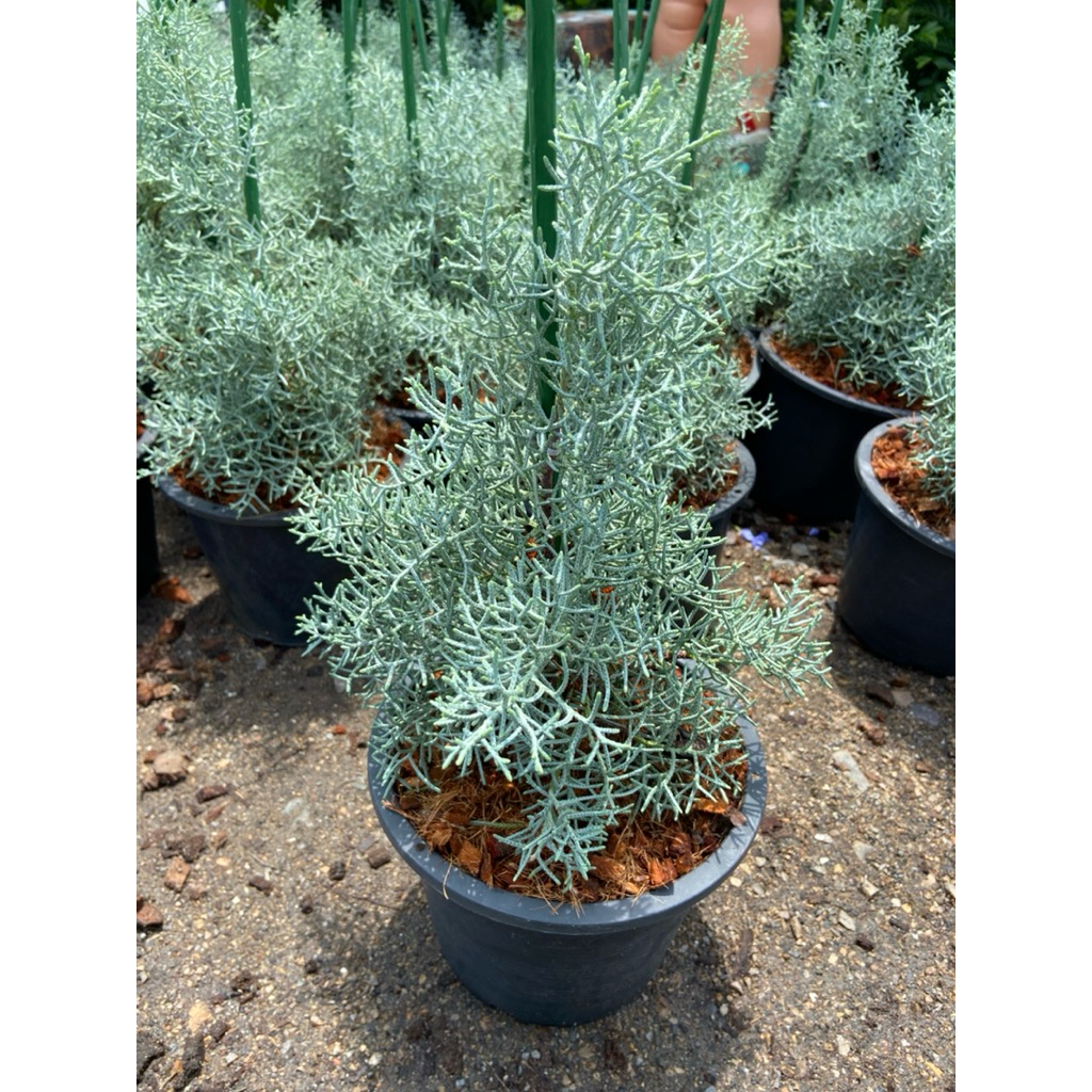 ต้นสนบลูไอซ์ ”Blue Ice Cypress“ ทรงพุ่มสวย โดดเด่นสะดุดตา ต้นแข็งแรง พร้อมปลูก ( กระถาง 8 นิ้ว)