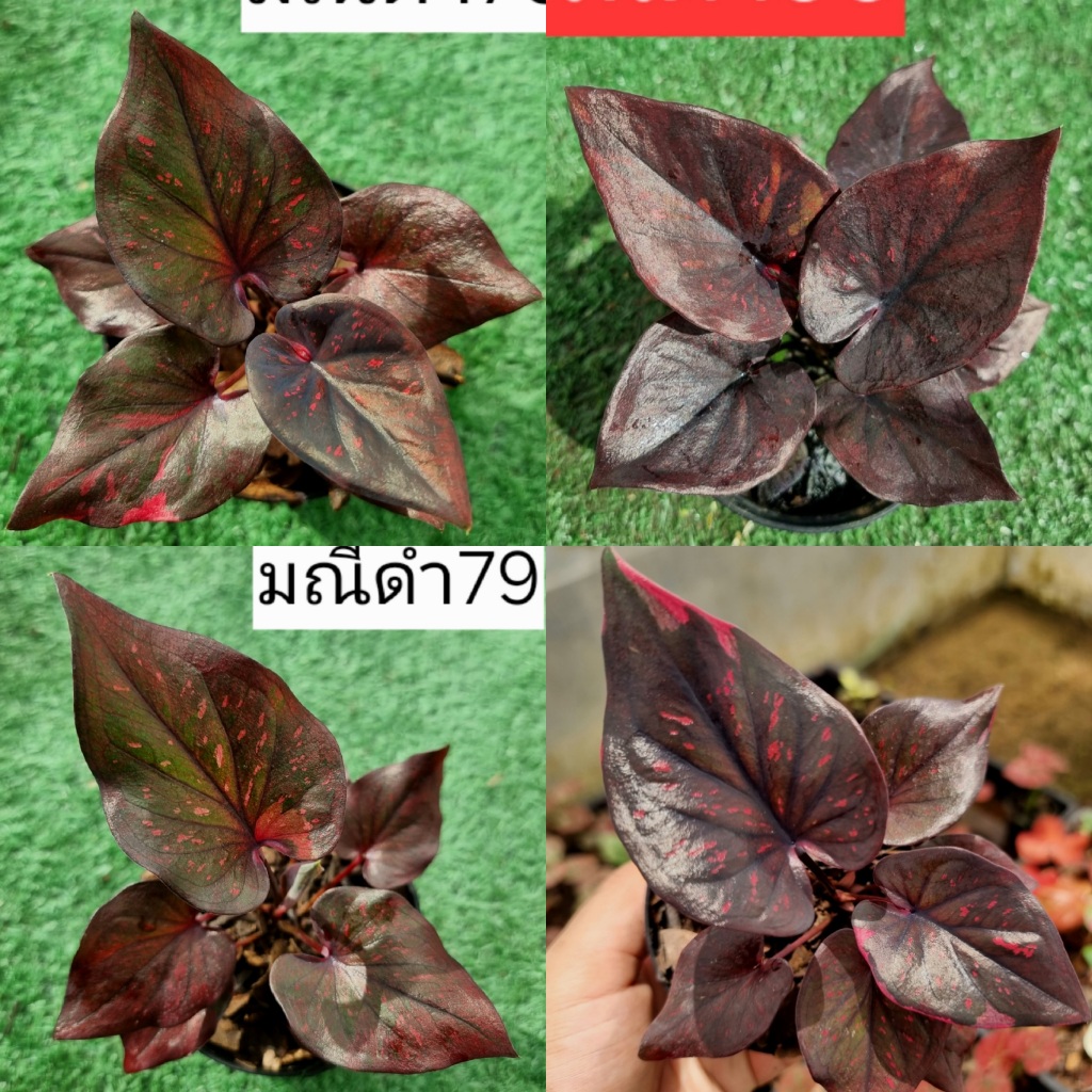บอนสี เพชรดำ ส่งทั้งกระถาง 4 นิ้ว ขนาดตามรูปที่ 1-8 แชทเลือกต้นได้ค่ะ ไม้ประดับ ไม้ฟอกอากาศ ไม้มงคล ไม้ประดับ